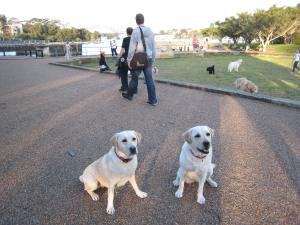 123 Bizou and Baci - my two girls helping to celebrate cupcake day!