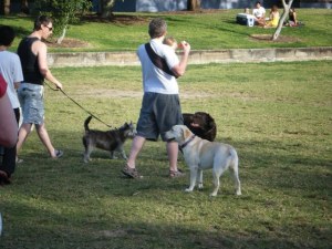 RSPCA2 Bizou, Misty and Digger all waiting for some leftovers