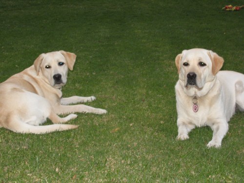 The culprits looking so innocent!