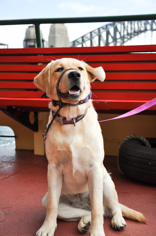 Pash takes a ferry ride